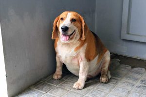 An overweight dog sitting on the ground