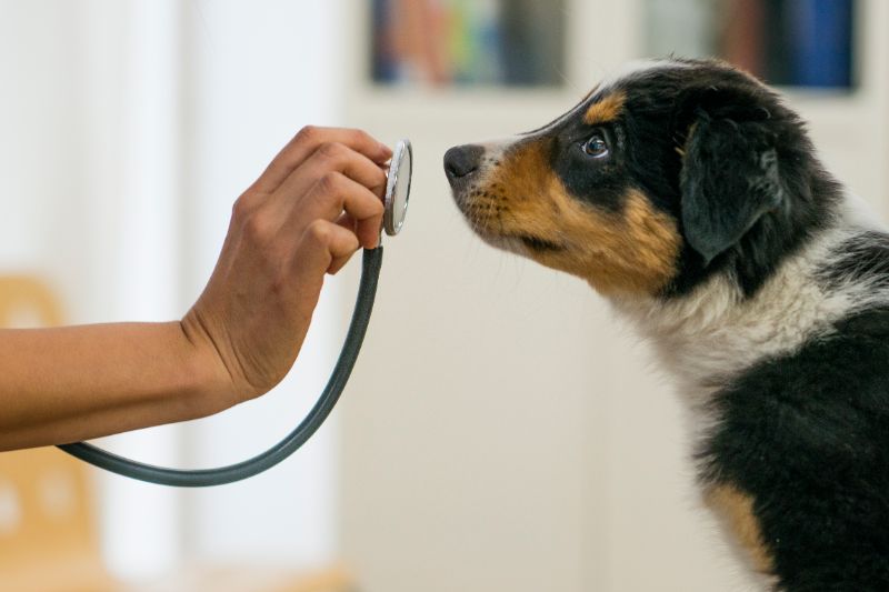 A dog sniffs a stethoscope. 