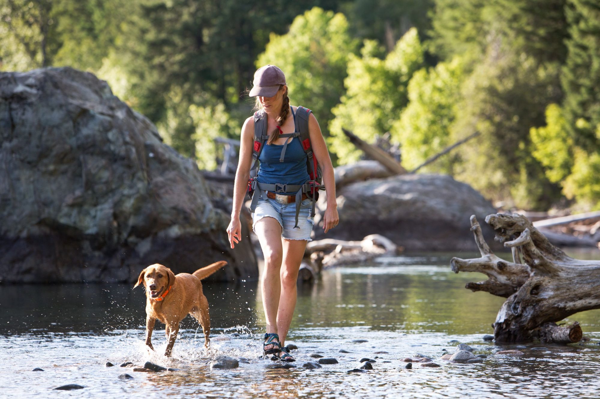 Dog and hiker in stream.