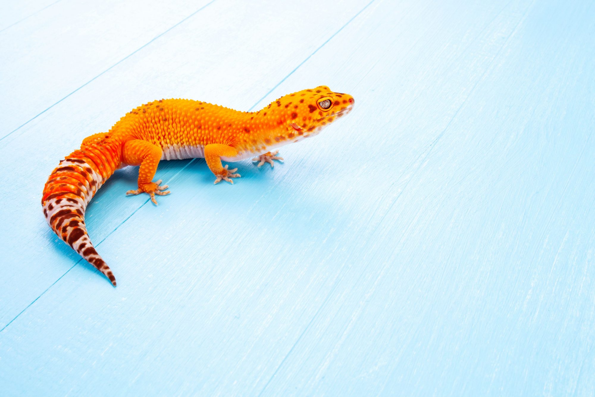 A gecko on a table