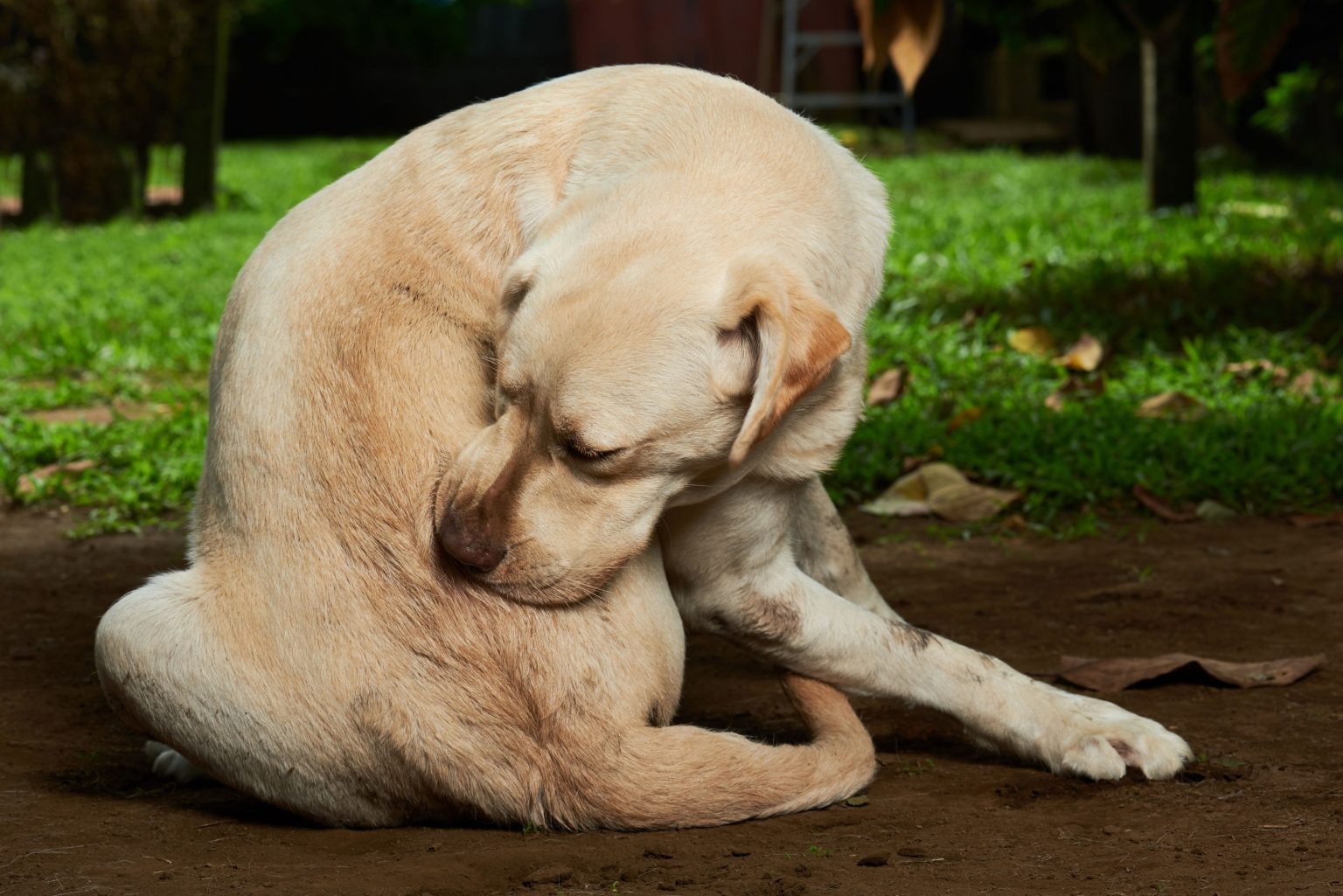 why-do-i-have-an-itchy-dog-the-bluffs-pet-clinic