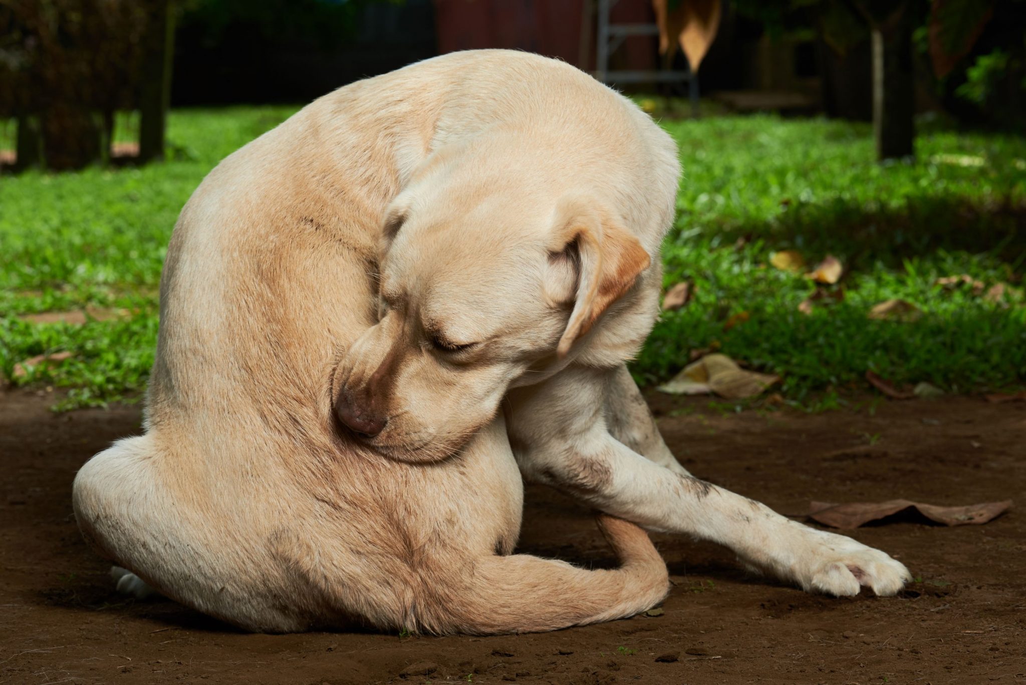 Why Do I Have An Itchy Dog The Bluffs Pet Clinic