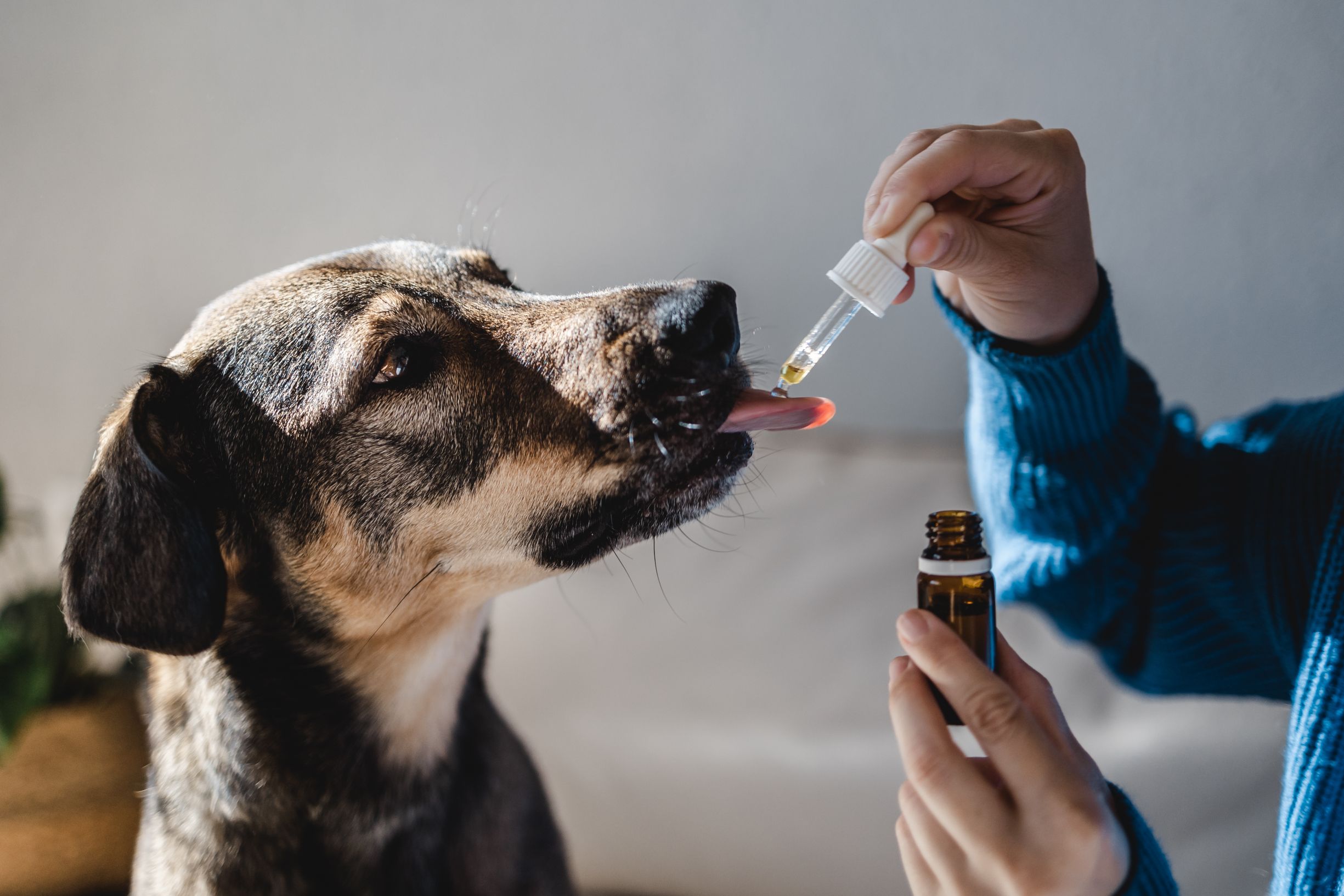 Natural Pet Remedies That Really Work The Bluffs Pet Clinic