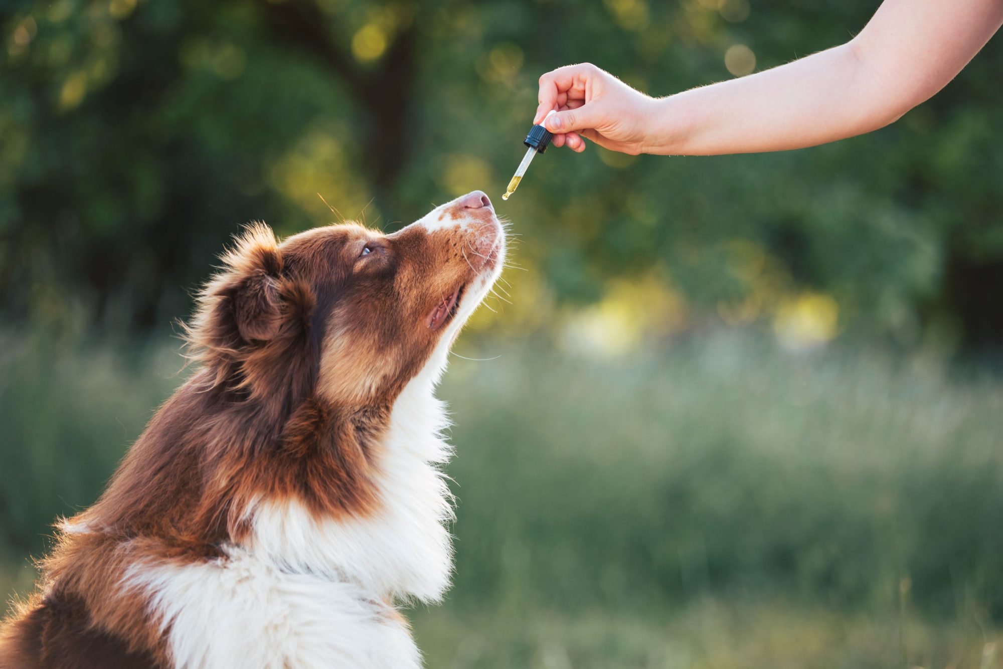 Human giving dog essential oils.