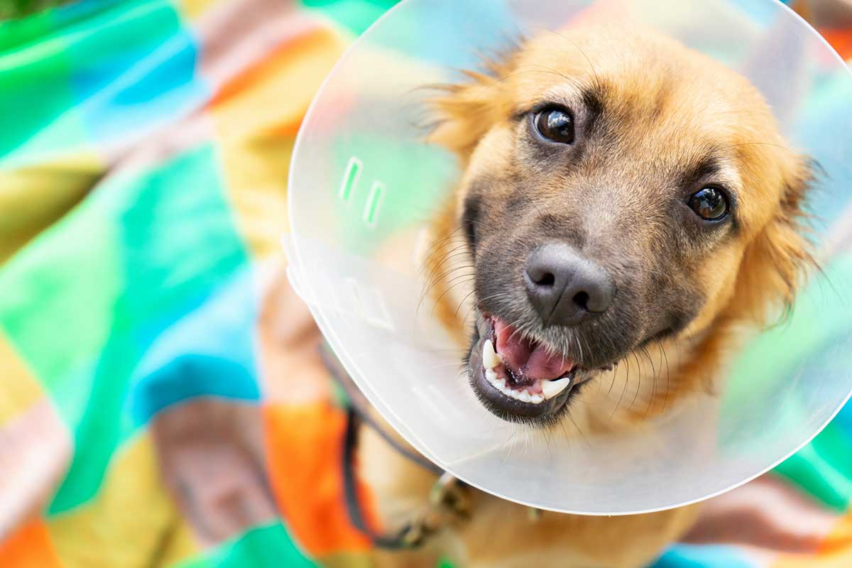 A happy recovering canine patient